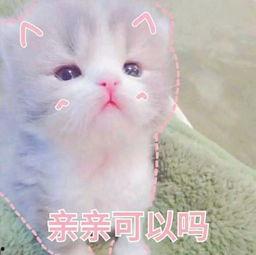 网红胖娃笑,网络红人的欢乐魅力